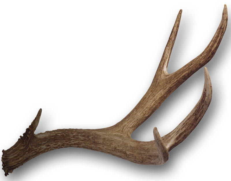 Antler